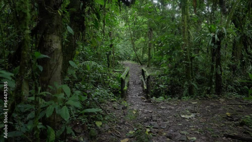 Pequeño puente cubierto de musgo en medio del bosque tropical en un dia nublado