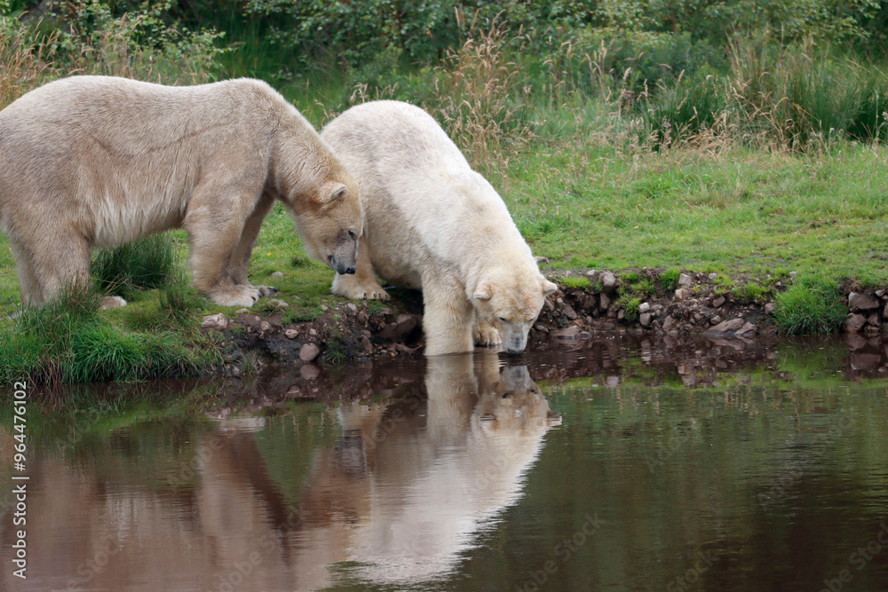 Fototapeta premium bear reflection