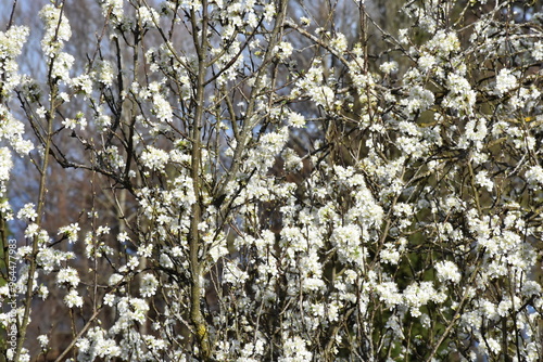 Zwetschkenbaum im Frühling