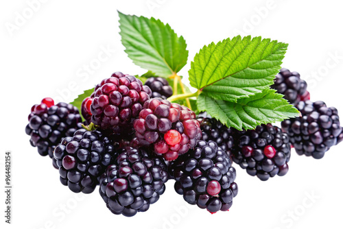 Branch of Delicious Ripe Blackberries Perfectly Juicy Treat.