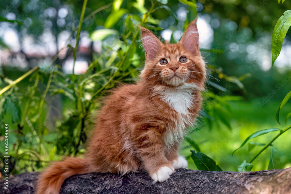 A very beautiful Maine kitten sitting on the tree in nature. A very beautiful Maine kitten sitting on the tree in nature.
