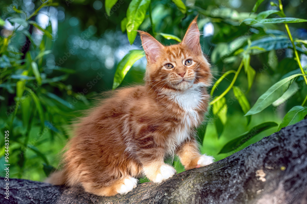 A very beautiful Maine kitten sitting on the tree in nature. A very beautiful Maine kitten sitting on the tree in nature.