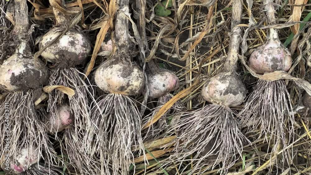 Freshly harvested garlic lie on ground on field, top view