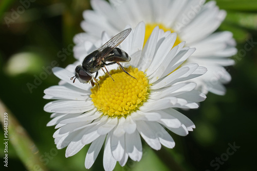 Closeup on an Eastern Forest Sedgesitter hoverfly, Platycheirus obscurus on a white Daisy flower in the garden