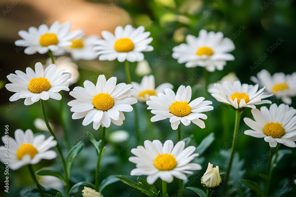 White blossom of cherry tree in the garden, a spring beauty of natureWhite blossom of cherry tree in the garden, a spring beauty of nature