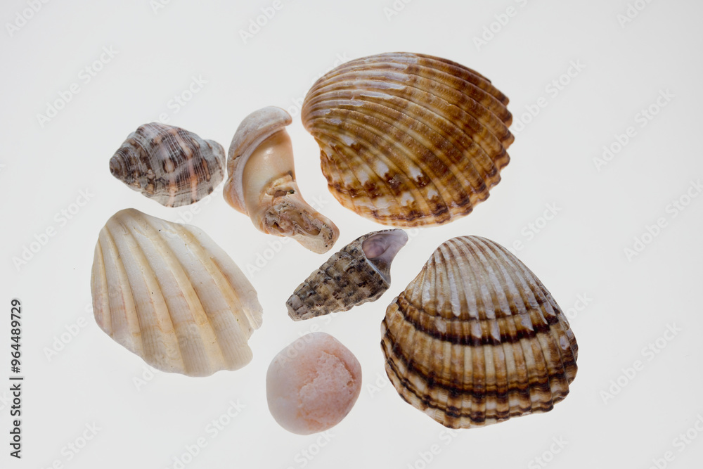 freigestellte Muschelfragmente vom Nordseestrand freigestellte Muschelfragmente vom Nordseestrand