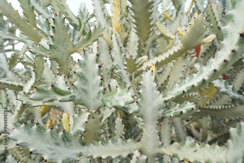 large Huernia succulent closeup view photo