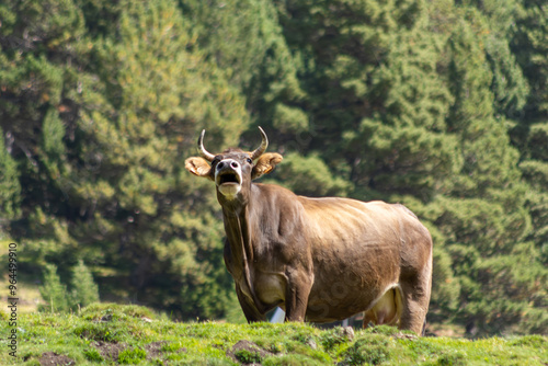 Konstfotografi brown cow with horns mooing in a wooded mountain landscape