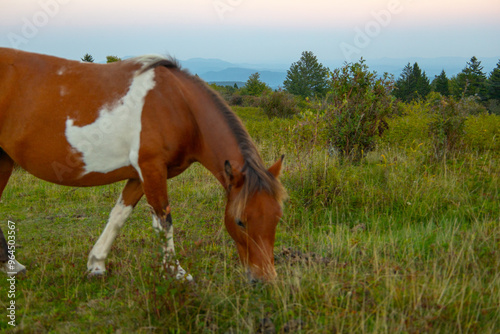 Grayson Highlands wild ponies at sunset