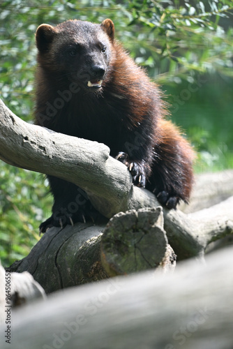 Siberian wolverine