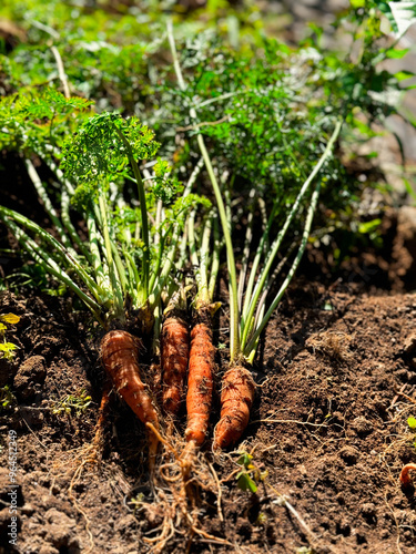 Freshly harvested carrots from the garden, close-up, mini size