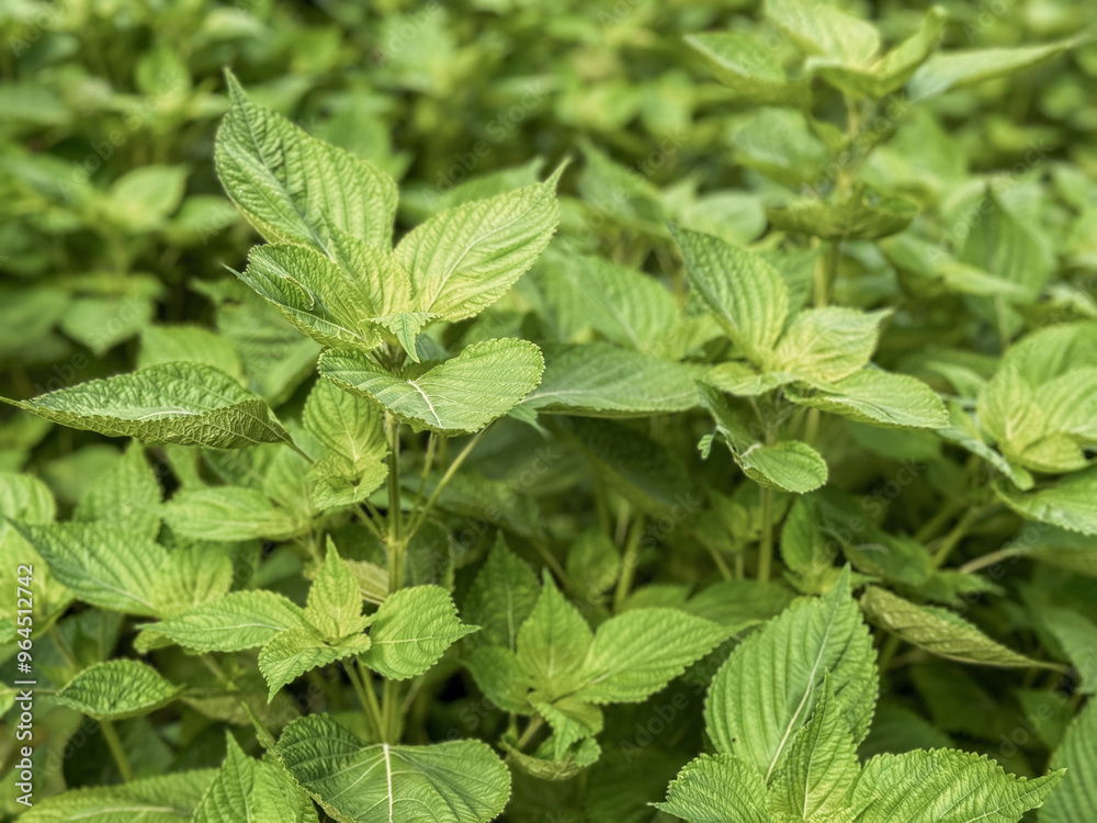 Perilla leaves, close-up of growing perilla leaves Perilla leaves, close-up of growing perilla leaves