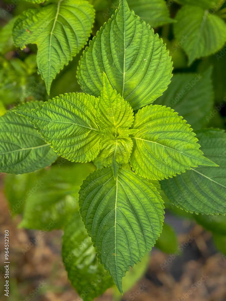 Perilla leaves, close-up of growing perilla leaves Perilla leaves, close-up of growing perilla leaves