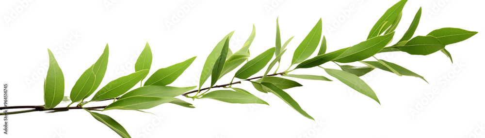 Naklejka premium Fresh green olive branch with leaves isolated on a white background, perfect for natural and organic themes.
