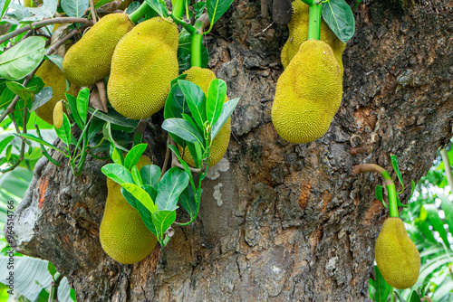 Ripe jackfruit hanging from a tree branch. artocarpus heterophyllus photo