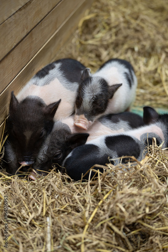 Four playful piglets snuggling together in a cozy straw bed at a farm during a sunny afternoon in spring