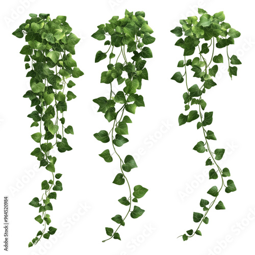 Trailing green ivy vines with lush leaves designed for decor and landscaping in various hanging arrangements