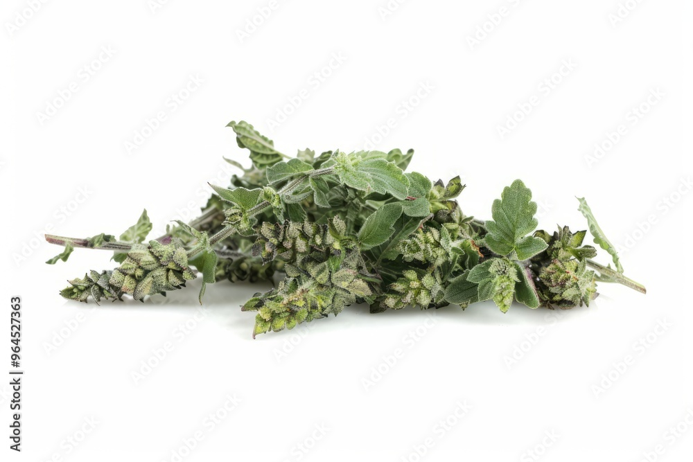 A fresh Catnip isolated on white A fresh Catnip isolated on white