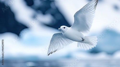 A close-up of a snow petrel flying over the icy waters of Antarctica, with its white feathers blending into the landscape. photo