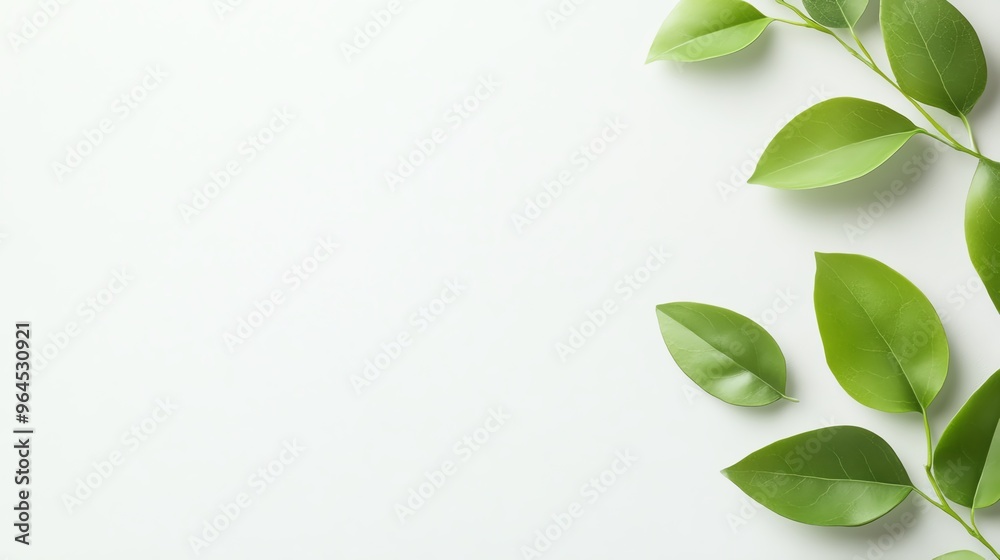Green leaves arranged on a white background, creating a natural border. Perfect for eco-friendly designs. Green leaves arranged on a white background, creating a natural border. Perfect for eco-friendly designs.