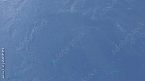 空を飛んでいるかのように水中を気持ちよさそうに泳ぎ回っているペンギンたち
