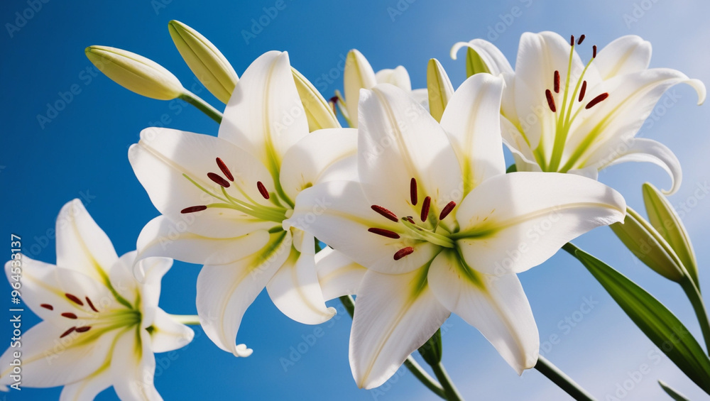 Obraz premium White lilies blooming in the garden.