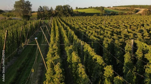 Bavarian Hops fields from top during September harvesting phase photo