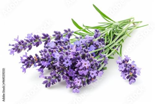 A fresh Lavender isolated on white