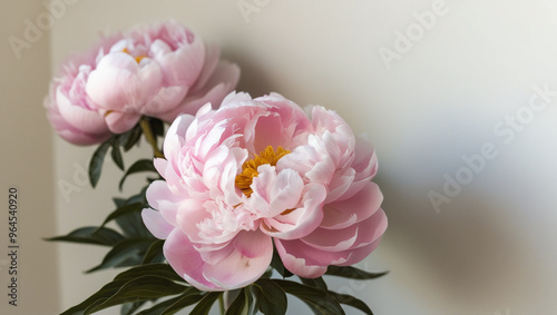 Pink peonies bloom in a vase which is used as decoration in the house.