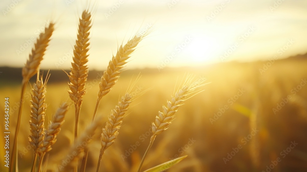 Golden Wheat Stalks Swaying in the Summer Sun, a Field of Grain Ready for Harvest