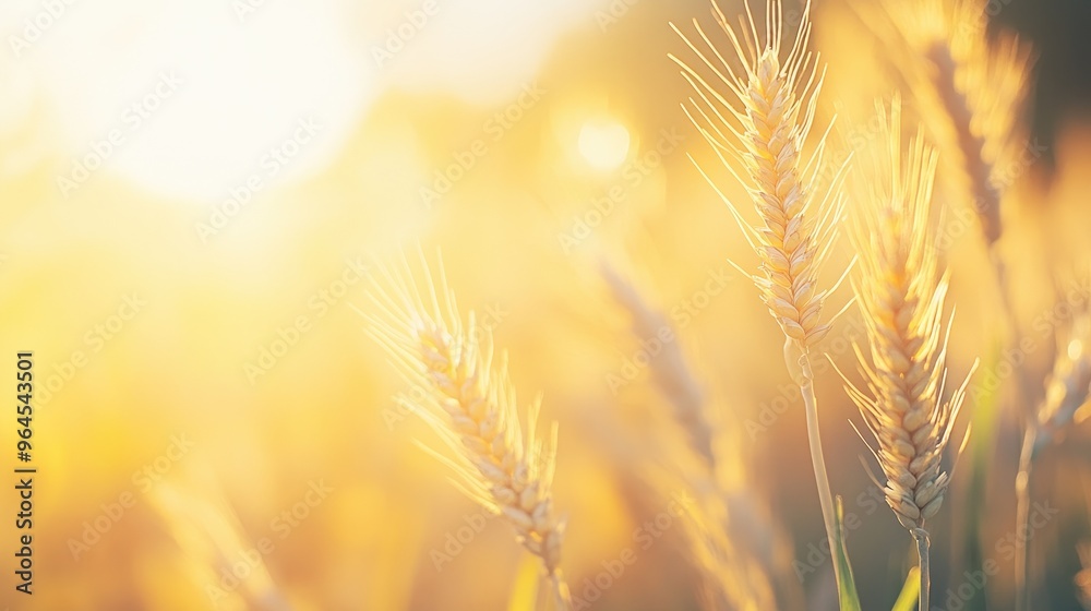 Golden Wheat Stalks Swaying in the Sunset Light, Capturing the Essence of Summer Golden Wheat Stalks Swaying in the Sunset Light, Capturing the Essence of Summer