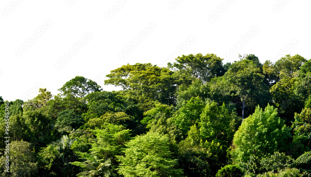 Naklejka premium Cut out of a lush, verdant forest