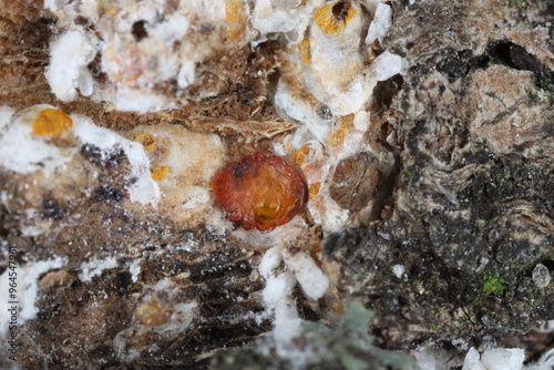 Pseudaulacaspis pentagona, the white peach scale or mulberry scale, is a species of armoured scale insect in the family Diaspididae. Serious plant pest. An insect colony on the bark. photo