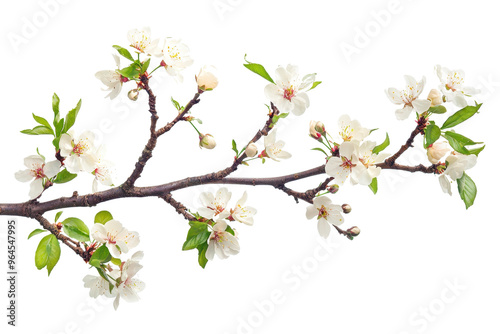 A beautiful cherry blossom branch with delicate white flowers in full bloom, symbolizing spring and renewal.