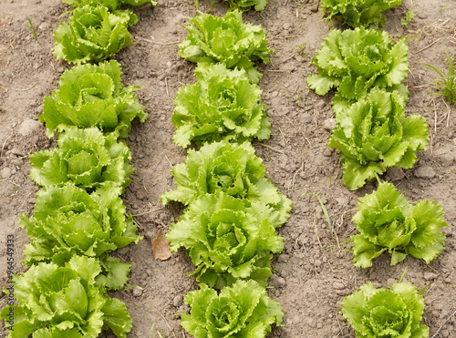 Rows of lettuce on an organic farm, selective focus.