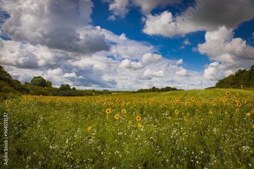 Field of blooming sunflowers at sunset, Salisbury Plain Wiltshire  photo