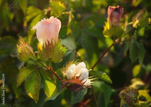 Fresh pink cotton flowers on branch in sunset

