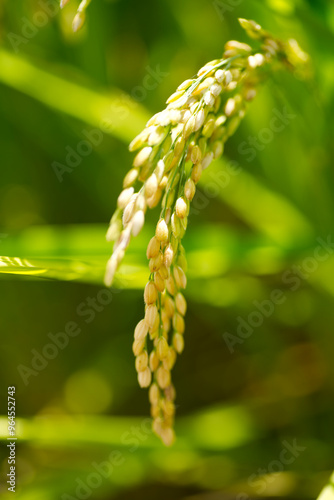 ears of rice 4