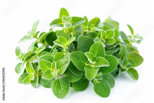 A fresh Oregano isolated on white