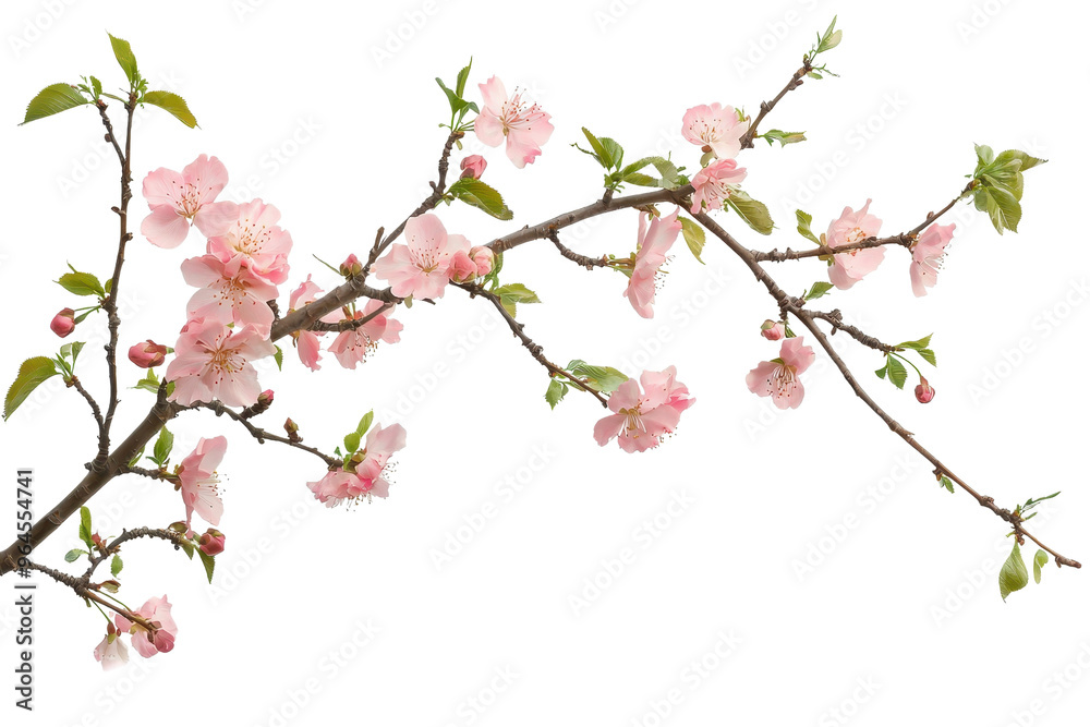 Delicate pink cherry blossoms in full bloom on a branch, showcasing the beauty of spring with vibrant colors and fresh greenery. Delicate pink cherry blossoms in full bloom on a branch, showcasing the beauty of spring with vibrant colors and fresh greenery.