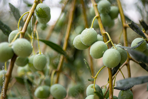 Croatia, Istria, Pula, Olives on the tree shortly before harvest