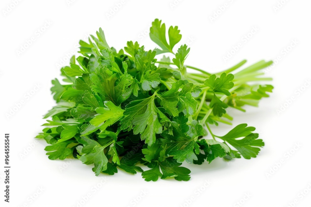 A fresh Parsley isolated on white A fresh Parsley isolated on white