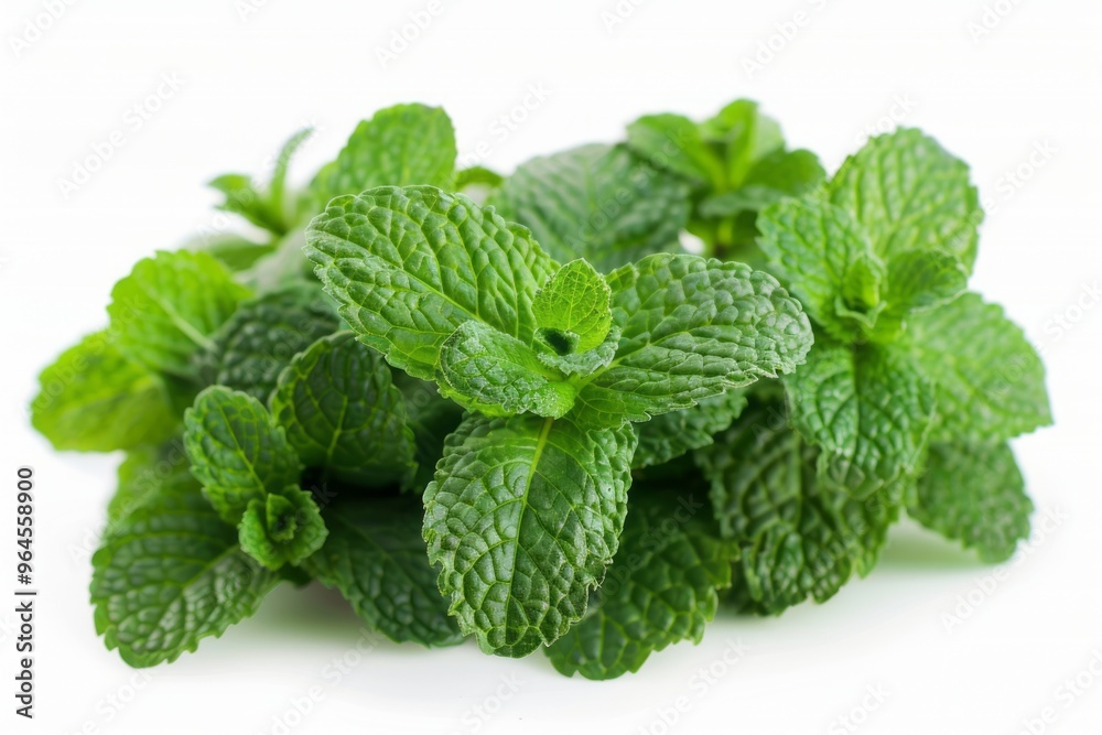A fresh Peppermint isolated on white A fresh Peppermint isolated on white