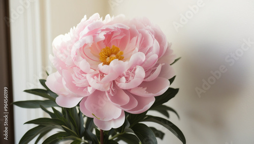 Pink peonies bloom in a vase which is used as decoration in the house.