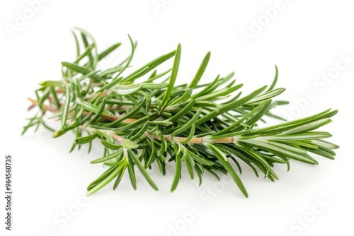 A fresh Rosemary isolated on white