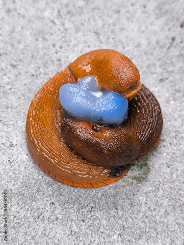 Mating slugs in garden