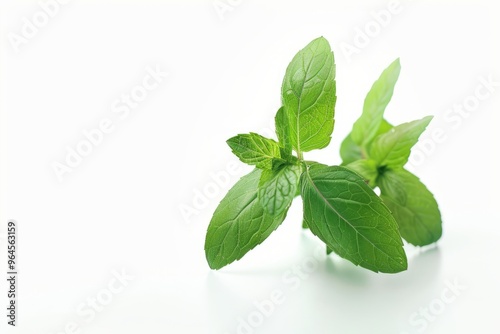 A fresh Spearmint isolated on white