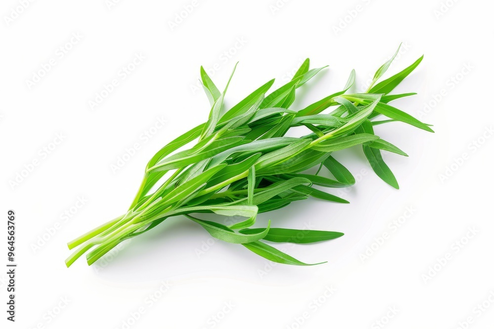 A fresh Tarragon isolated on white A fresh Tarragon isolated on white