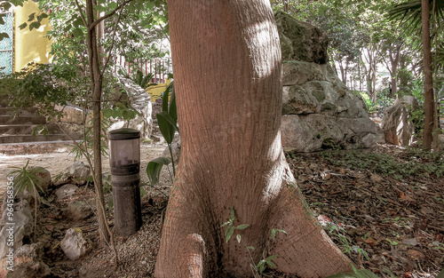 Huge beautiful Kapok tree Ceiba tree with spikes in Mexico. photo