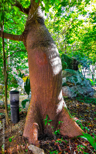 Huge beautiful Kapok tree Ceiba tree with spikes in Mexico. photo